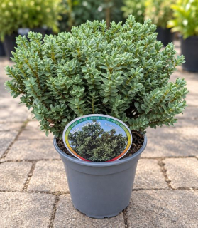 Hebe pinguifolia ‘Sutherlandii’